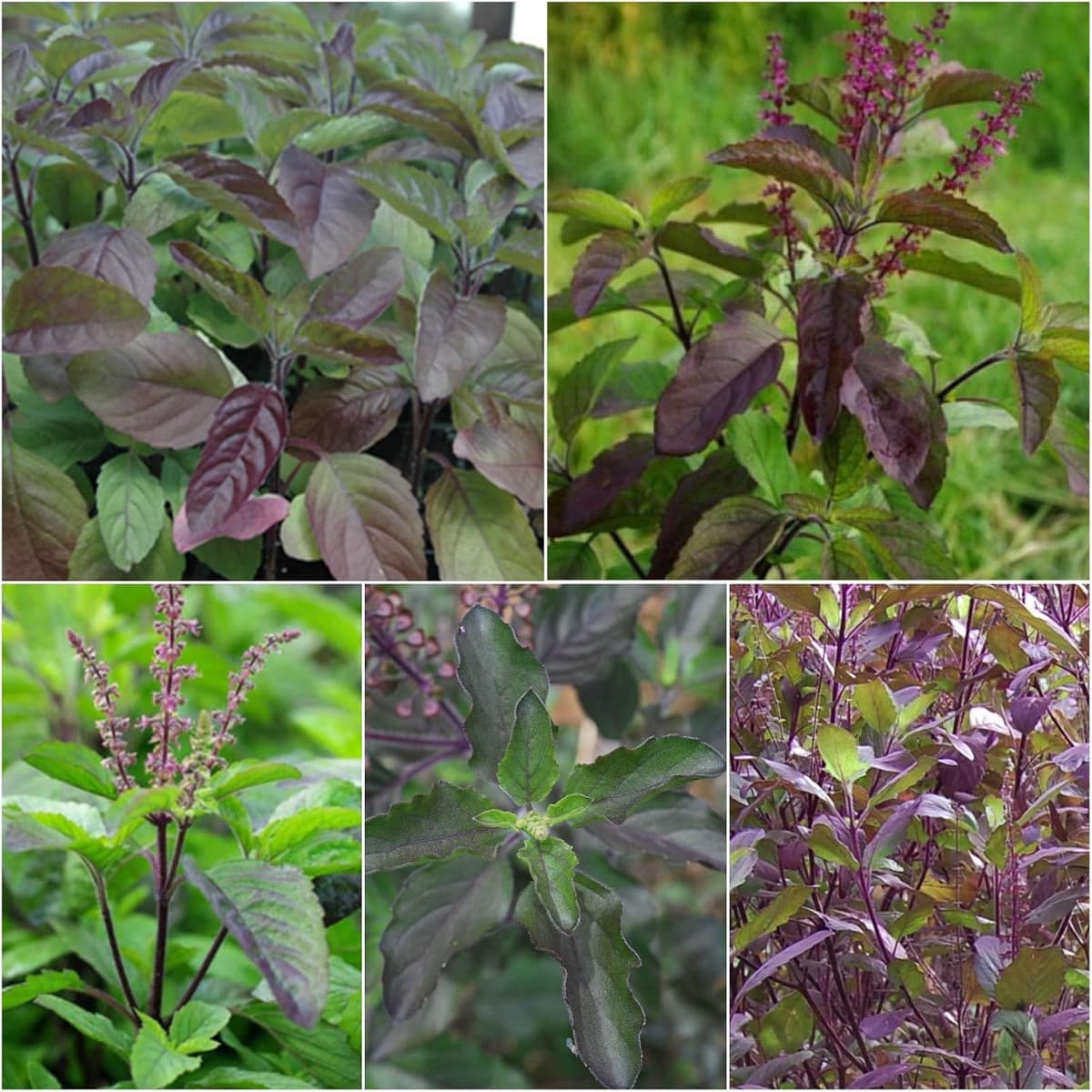 Krishna Tulsi