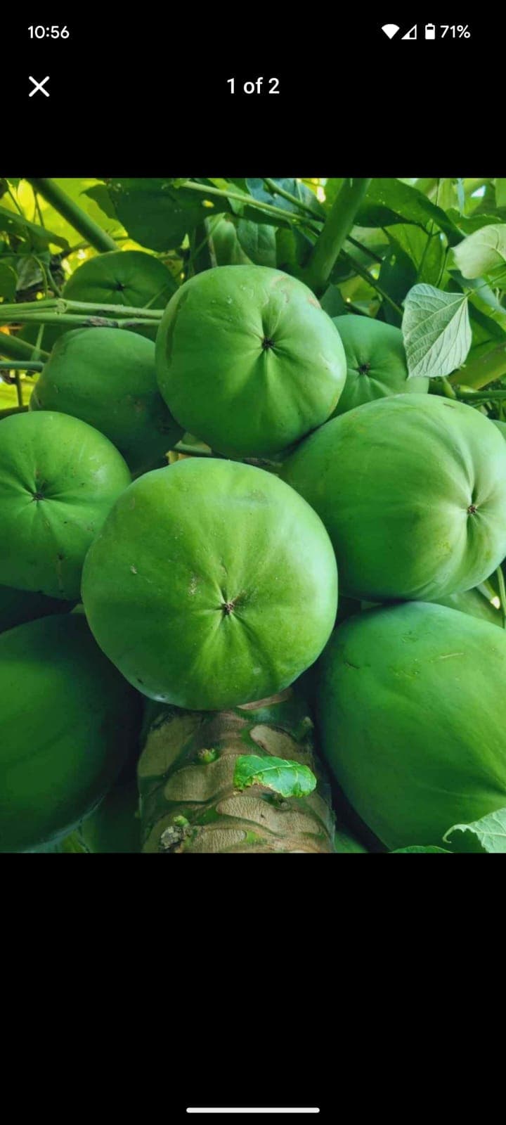 Papaya Seeds
