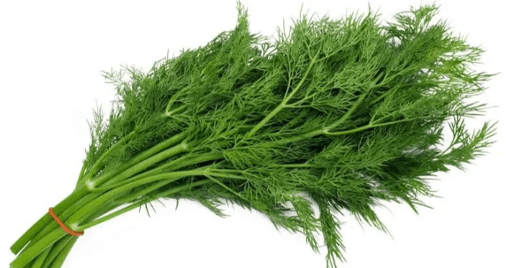Dill Leaves Seeds