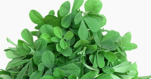 Fenu Greek Seeds
