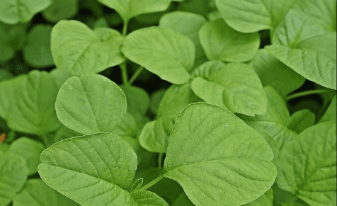 Amaranth Green Seeds