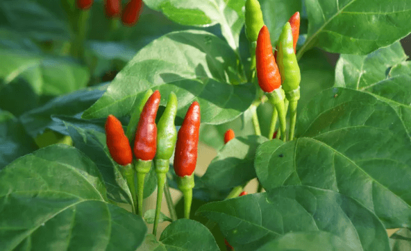 Bird Eye Chilli Seeds